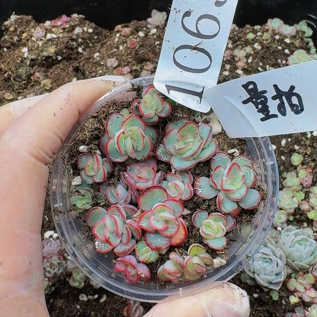 多肉植物多肉植物1063量拍