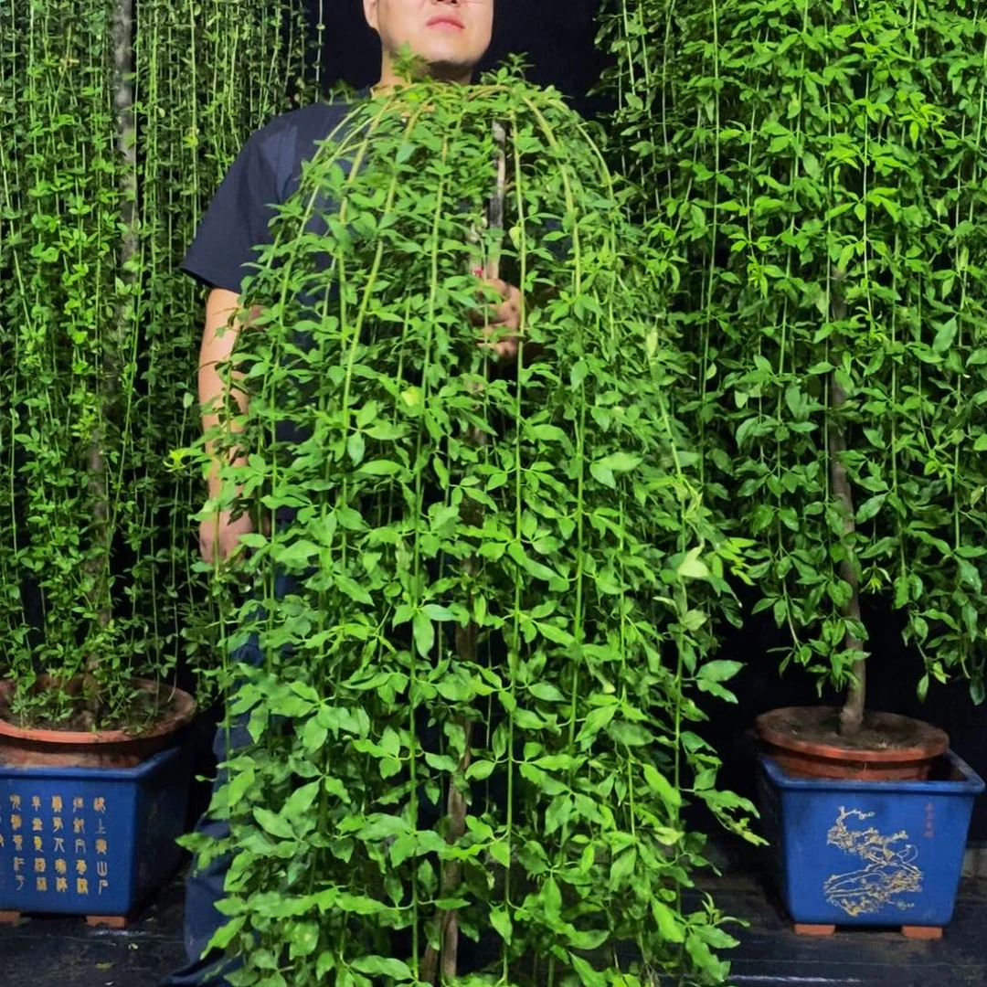 探春花，一物一拍，