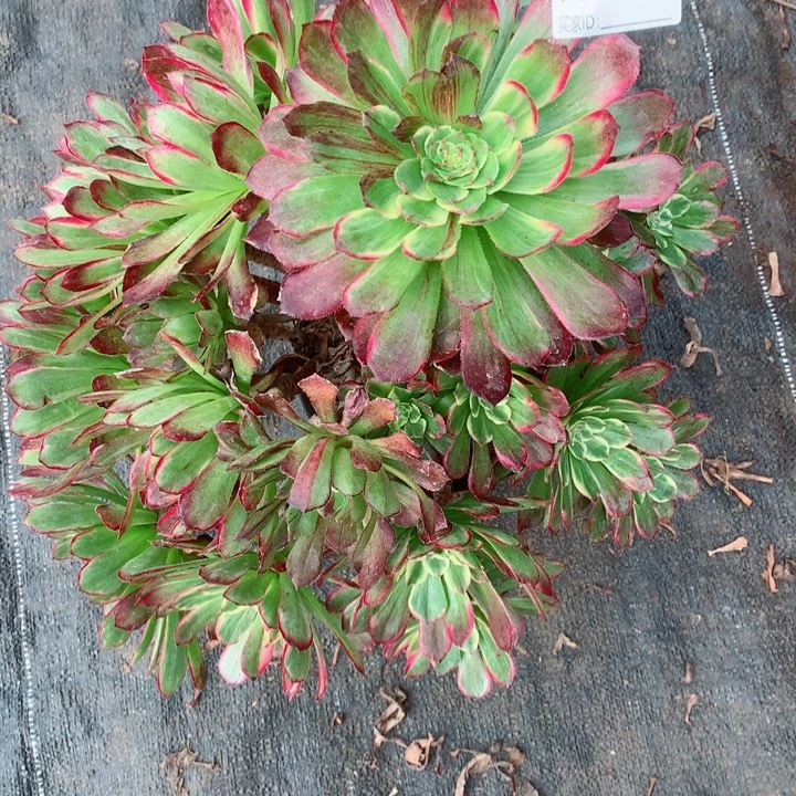 菲*多肉植物嫦娥706