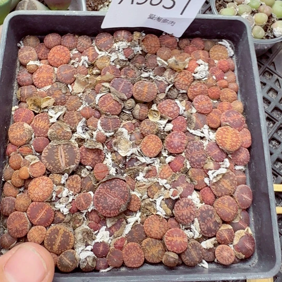 5831—生石花 生石花
