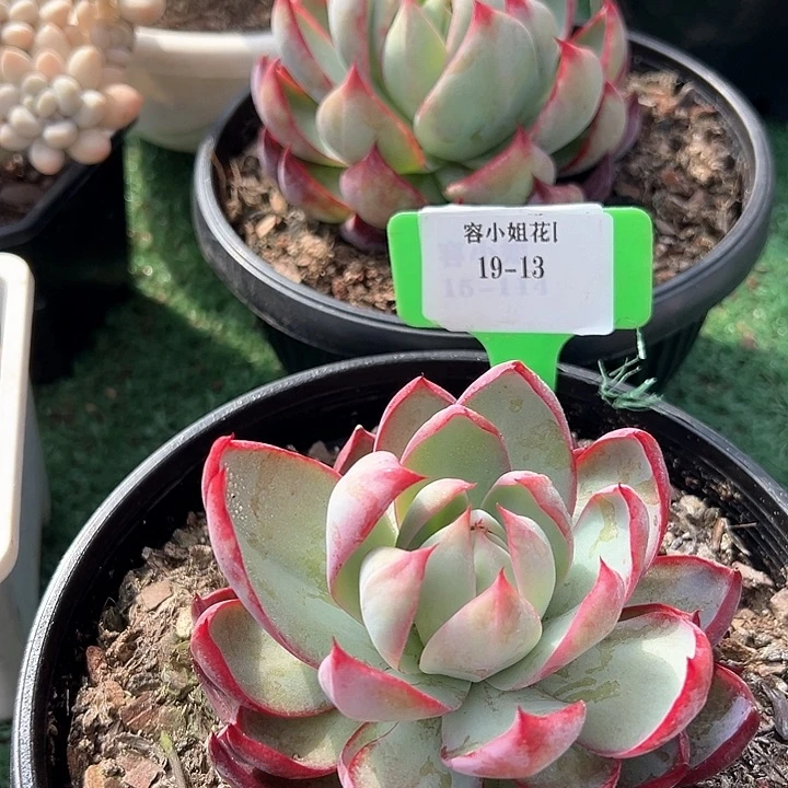 19.13惊鸿一个脱土