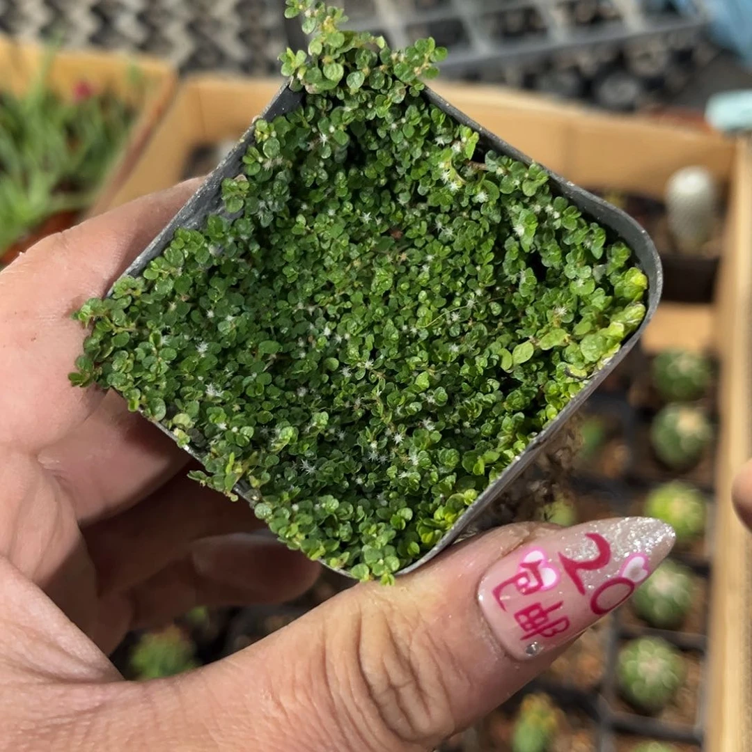 小草单头发货有根