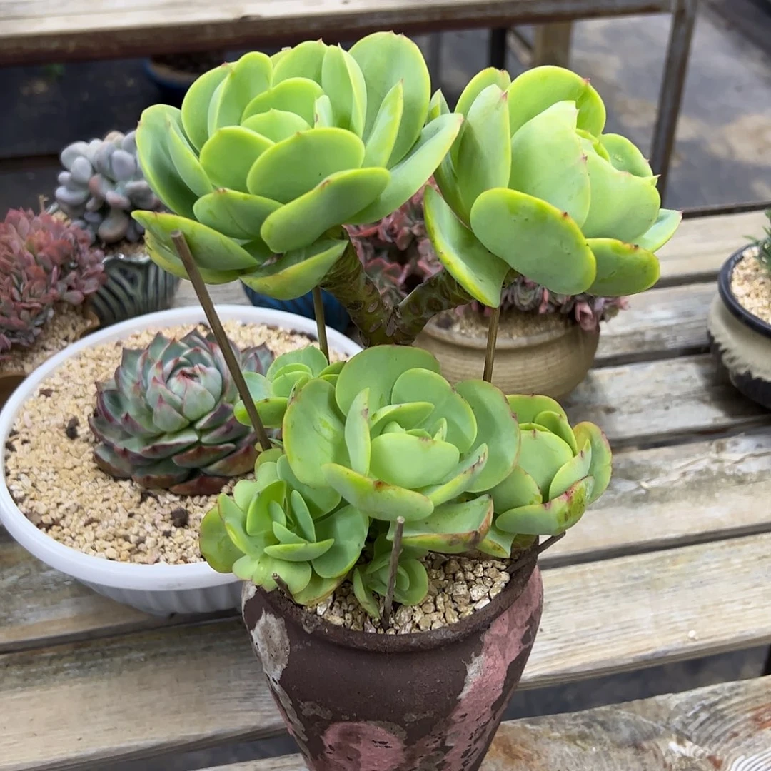碧桃28 零零多肉植物