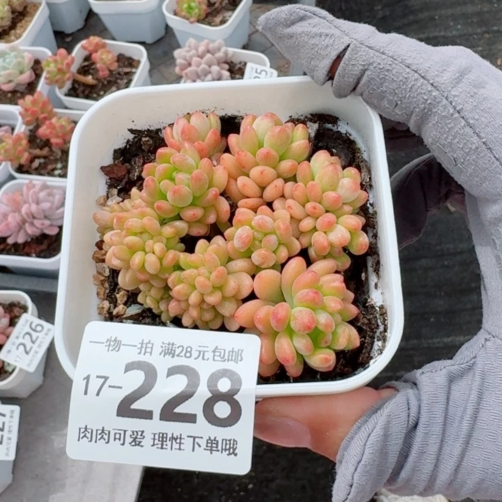香格里拉多肉无盆土发货多
