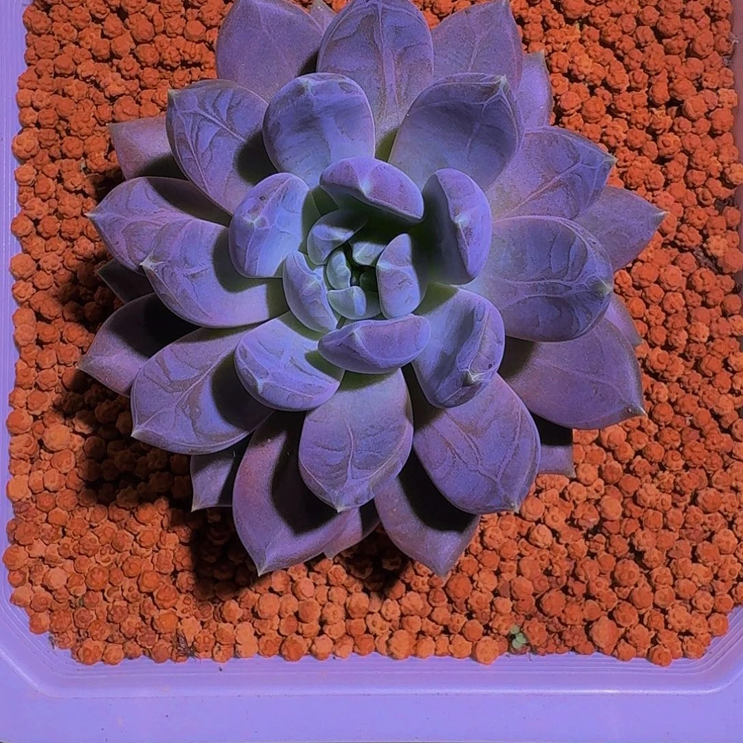 邀月 单头 一物一拍