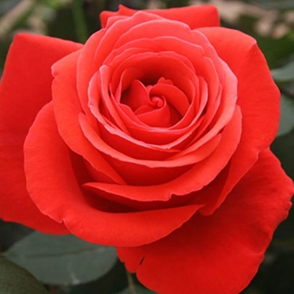 绯扇大花浓香四季开花月季花苗阳台庭院