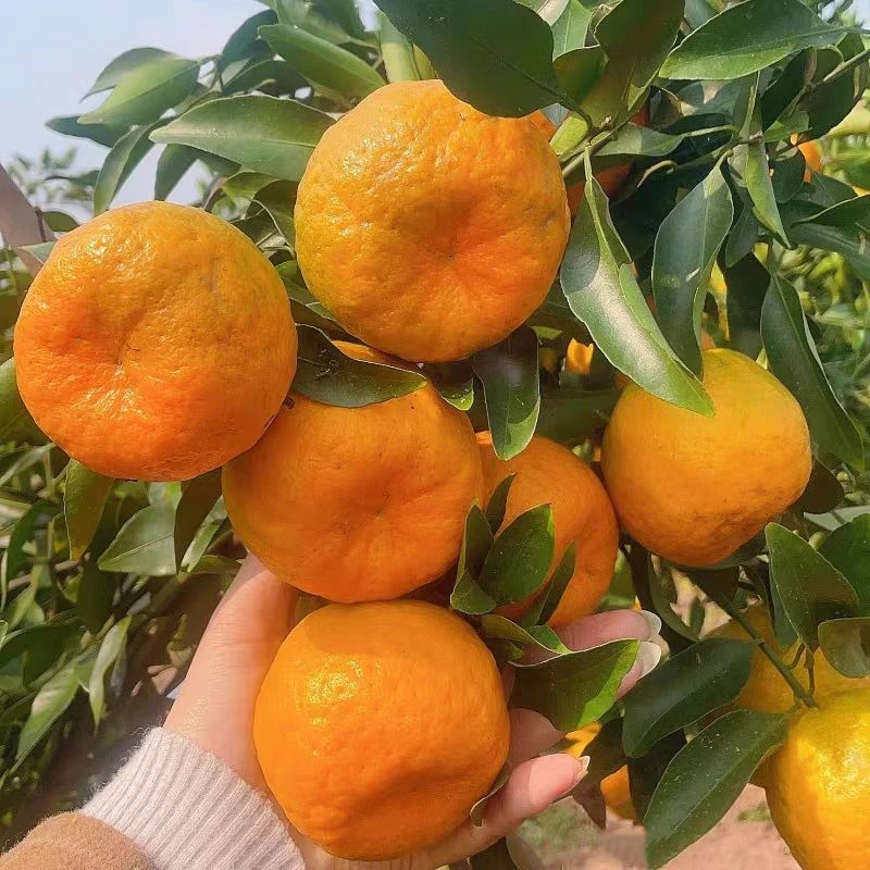 重庆高山椪柑新鲜水果当季薄皮橘子孕妇可食农家种植芦柑椪柑/5斤