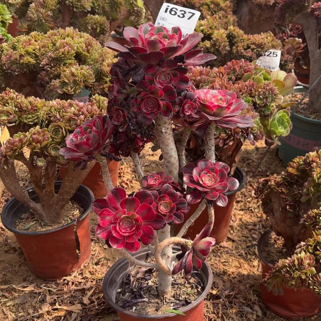 用****1637丽娜多肉植物