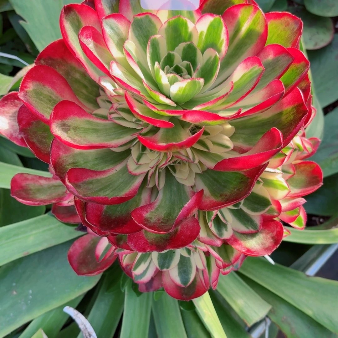 31法师锦多肉1212红运