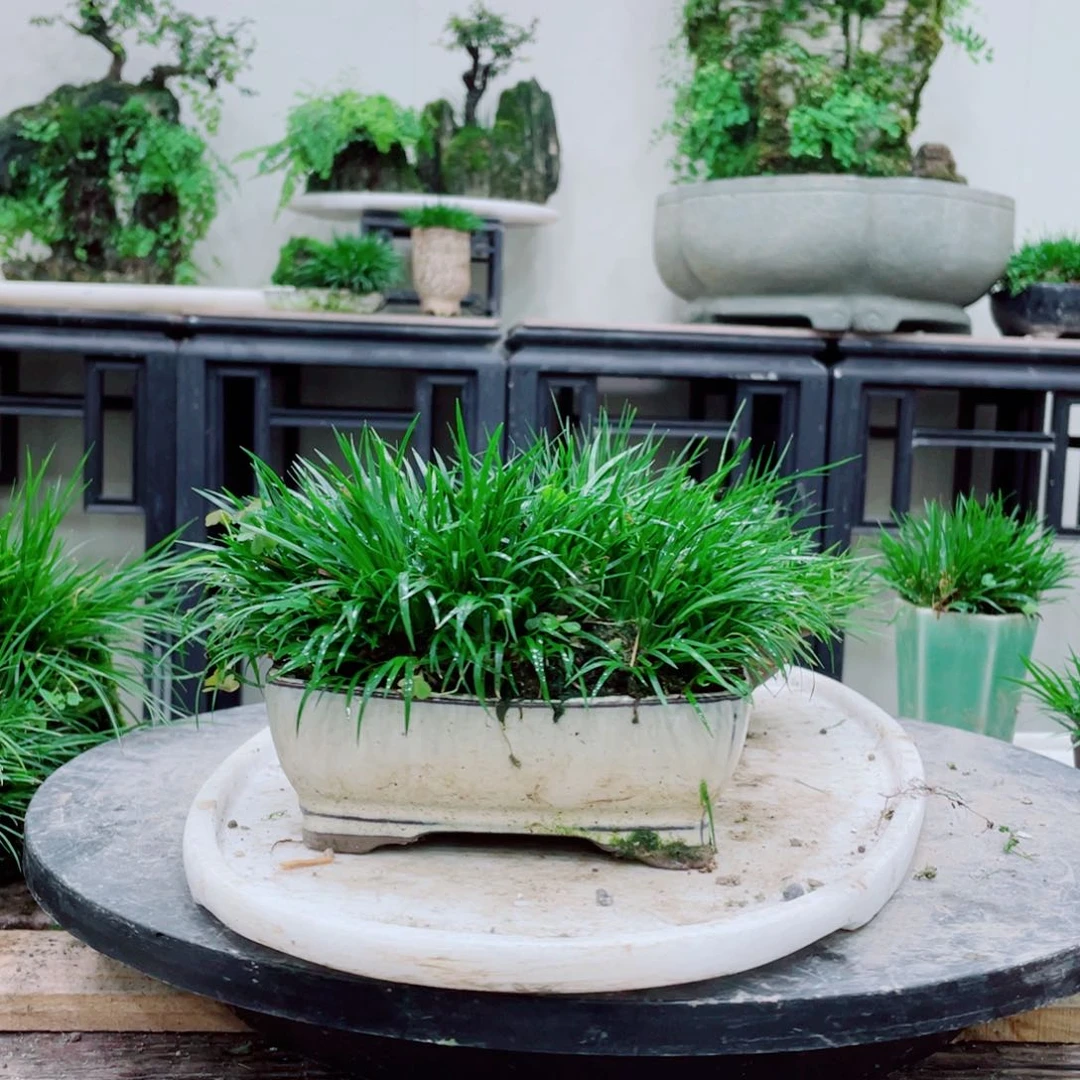 无铅玻璃杨**亿铁线蕨的一种