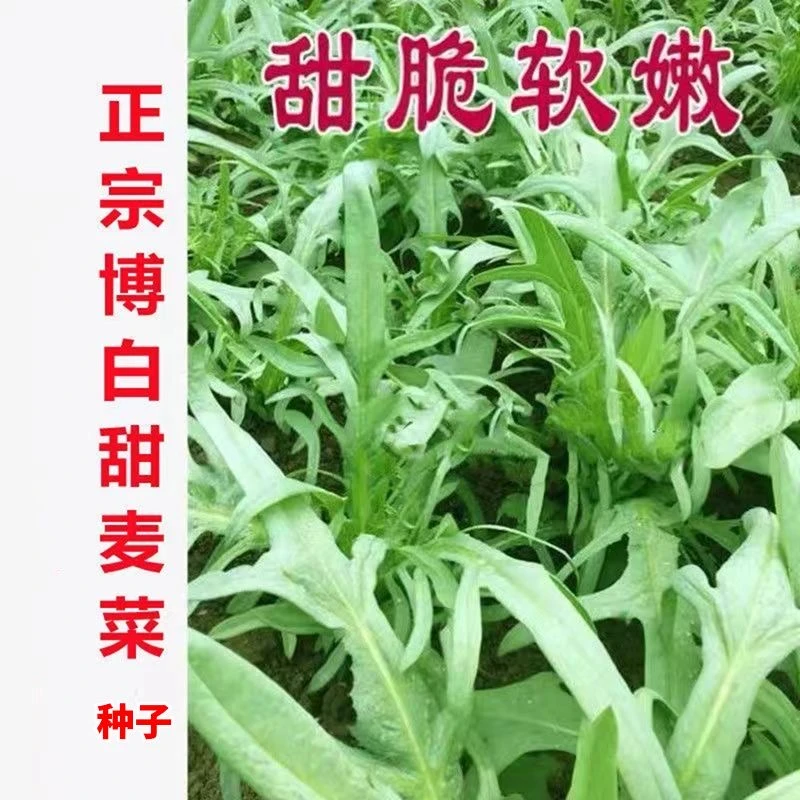 博白甜麦菜种子南方四季油麦菜种籽高产阳台盆栽农家菜园蔬菜种孑