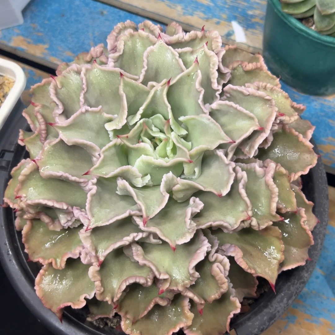 多肉植物一物一拍（3号）