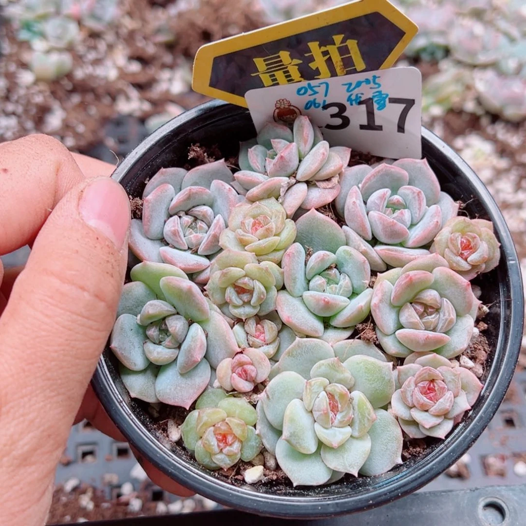 多肉植物多肉植物