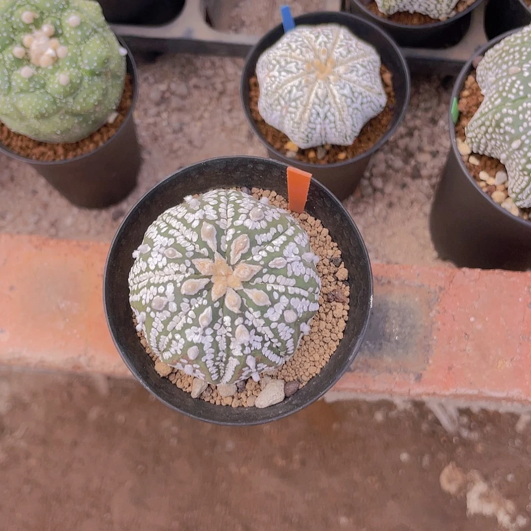 完全开放特价11 兜