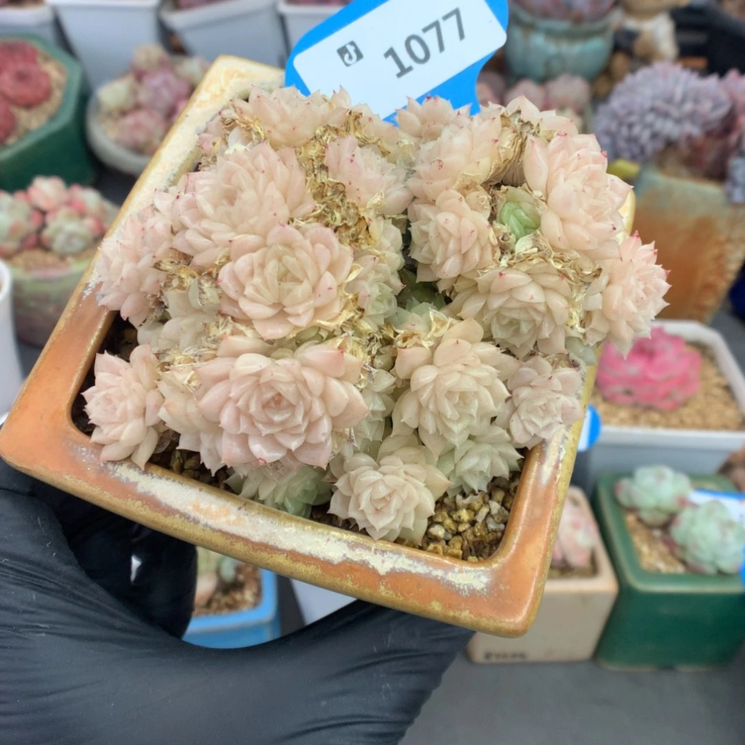 1077 白女王麦杆群不包整