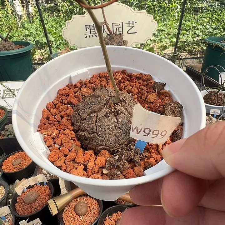 多肉植物专拍 一物一拍 墨西哥龟甲龙999