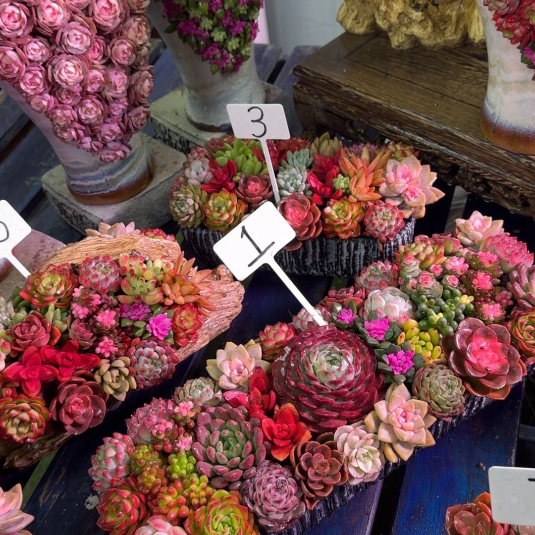 这个是真的大长条多肉