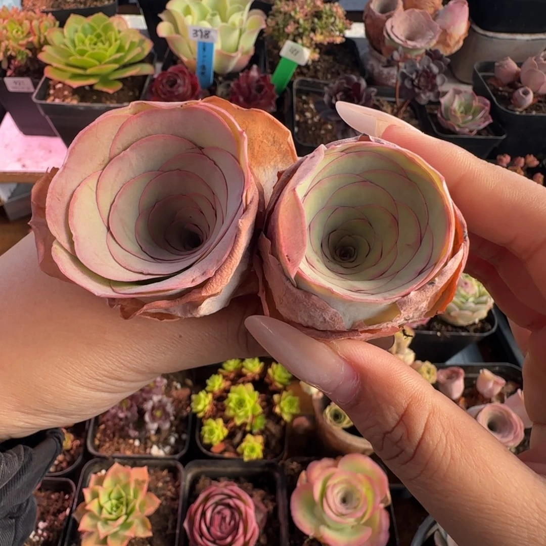 深***兰L562-563半城玫瑰三颗不含盆土