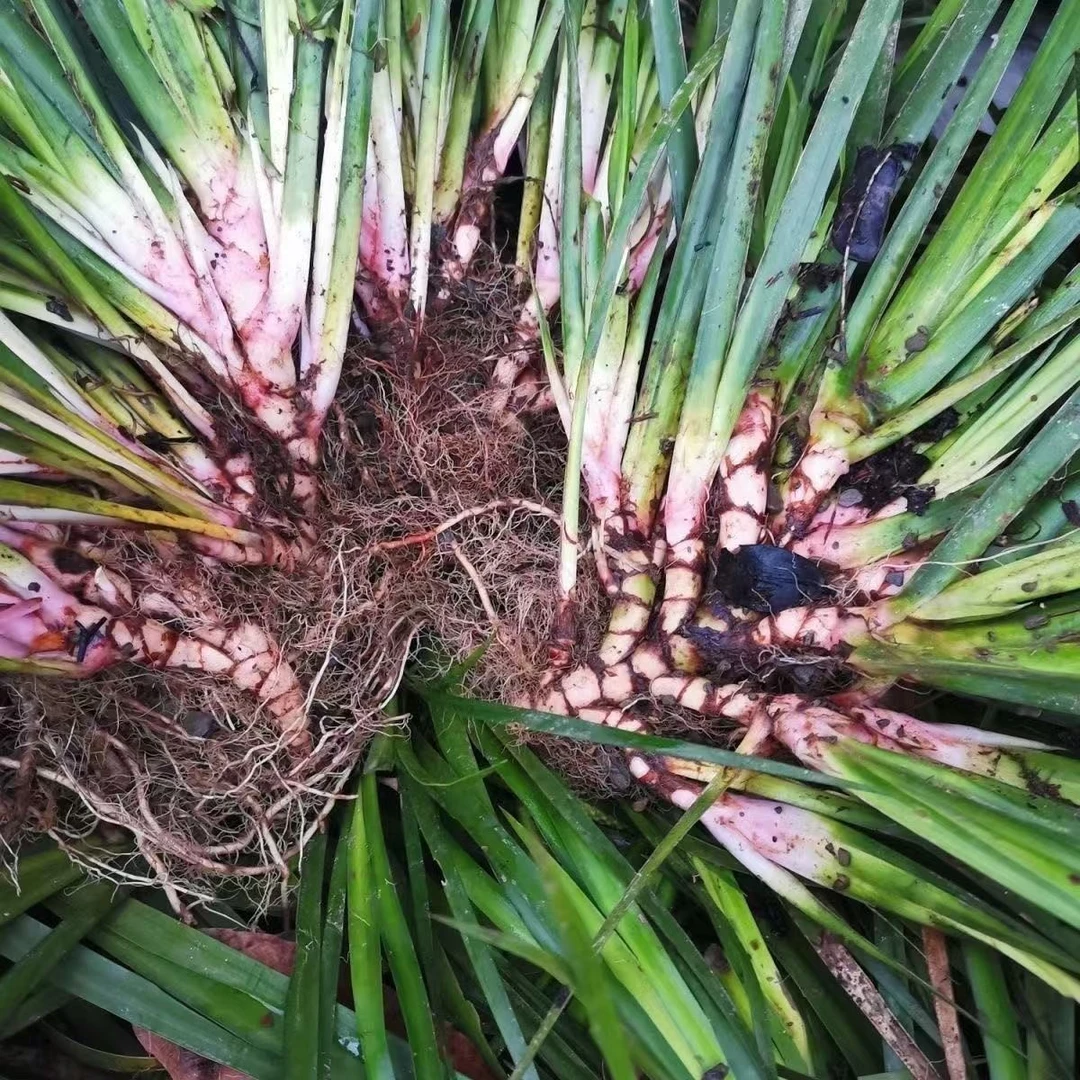 四川红心石菖蒲种苗水培土培鱼缸盆栽绿植四季常青水培植物
