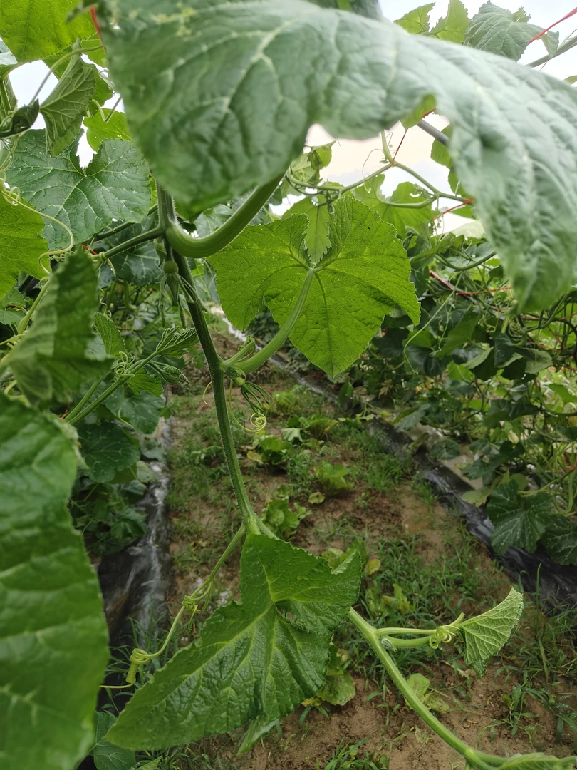 （皮皮姐推荐）湖南农家正宗新鲜土南瓜苗现摘现发