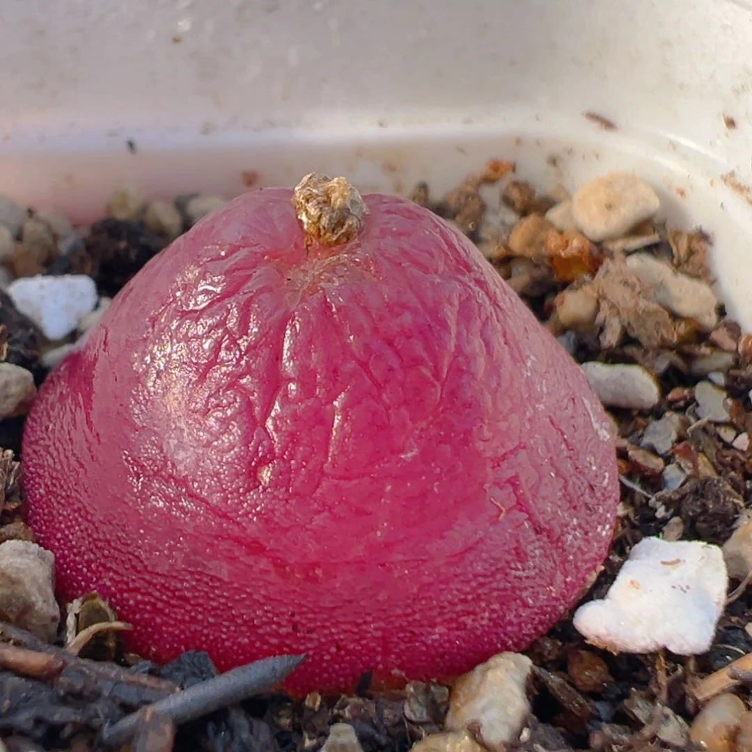 36多肉植物百科知识