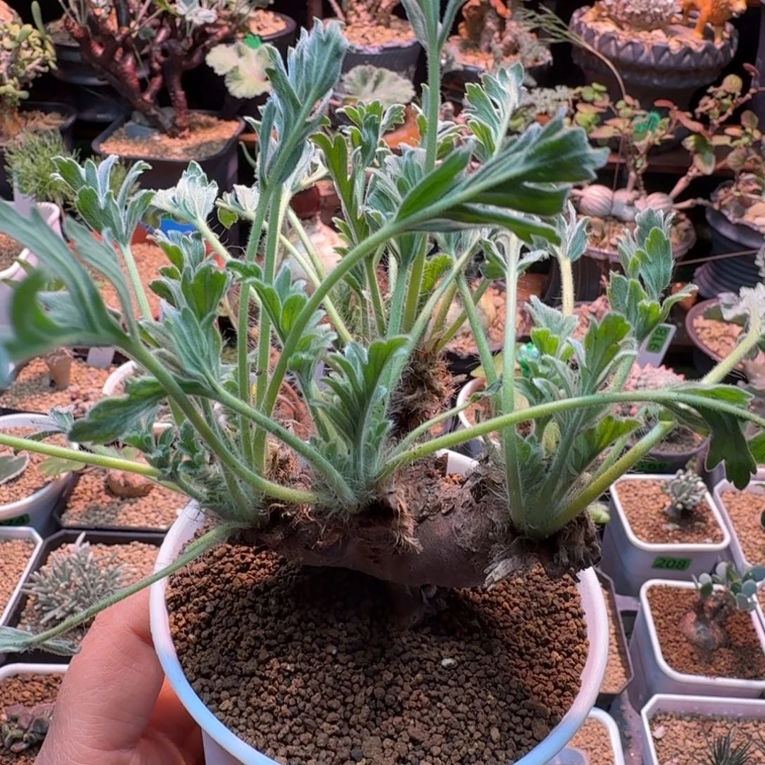 老桩红花洋葵763 仙人球