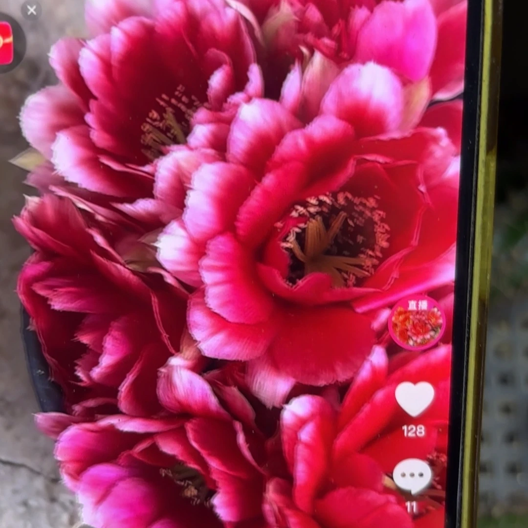 红颜自己丽花20包邮仙人球26