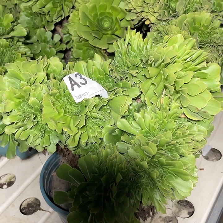 312绿羊绒缀花法师7-27