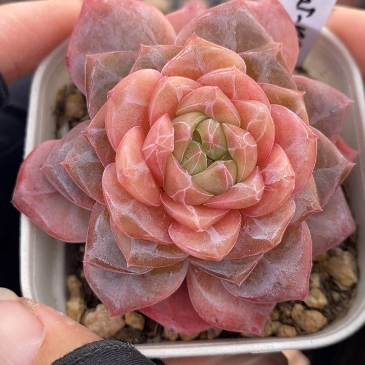 1221-504，粉魄多肉