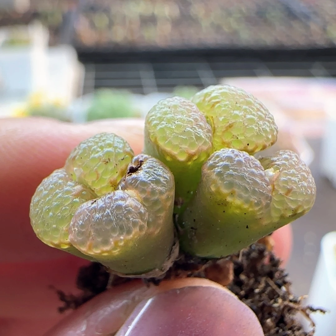 6268大白多肉植物园