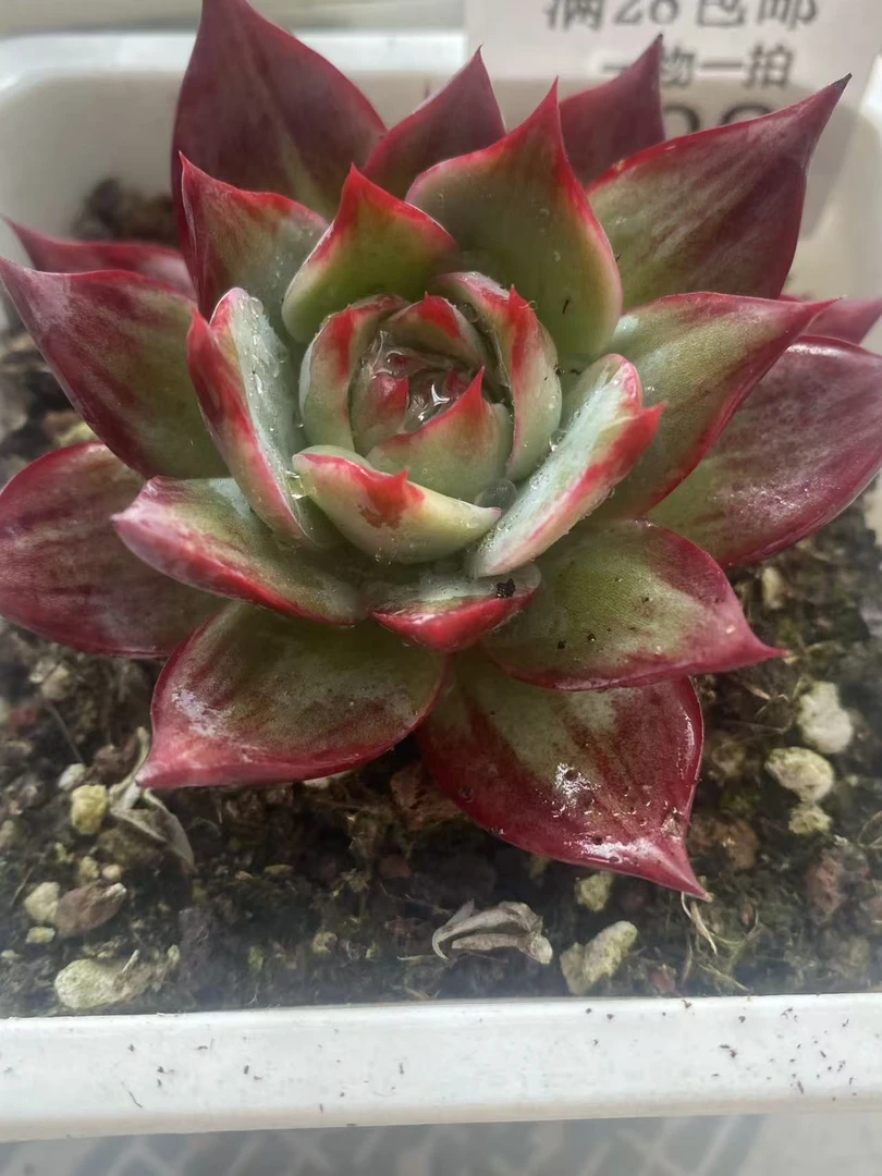 惊鸿仙子多肉植物盆栽好养颜值高适合新手