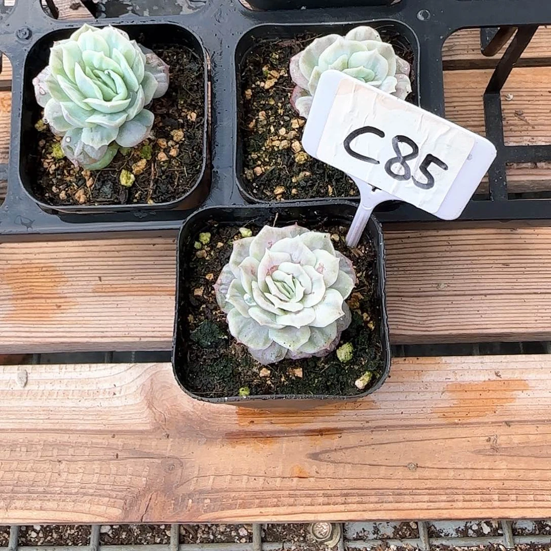 那*C85泡泡纱裙多肉植物