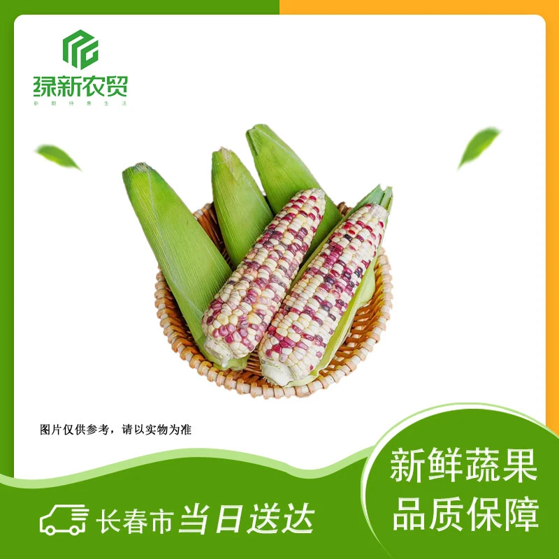 Y 花玉米 约500g/穗