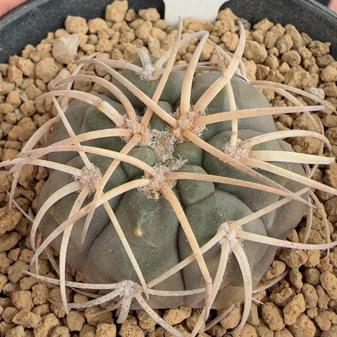 45实生九刺天平多肉