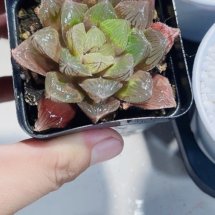 实生雨露寿新手好养的