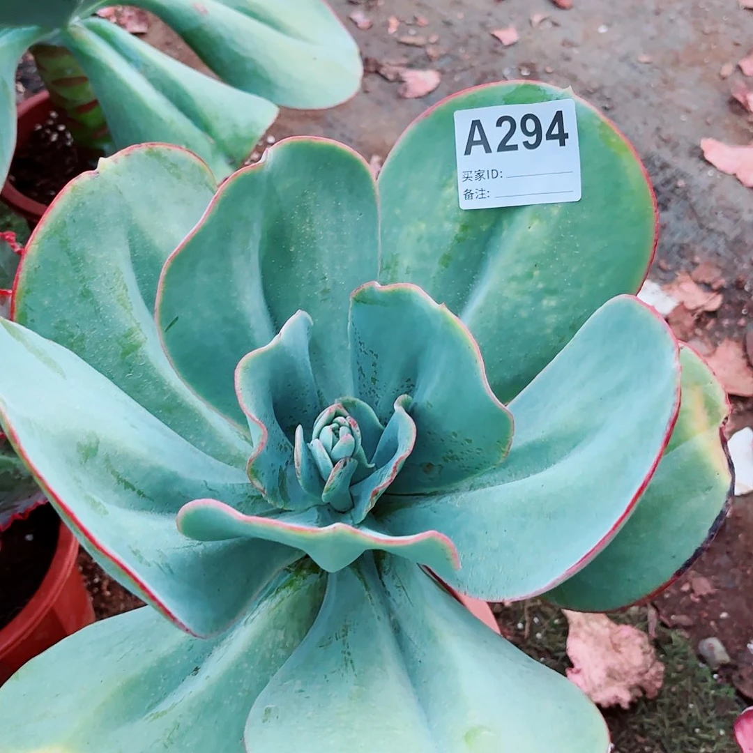 全部花朵专****顶瑞蝶多肉植物294