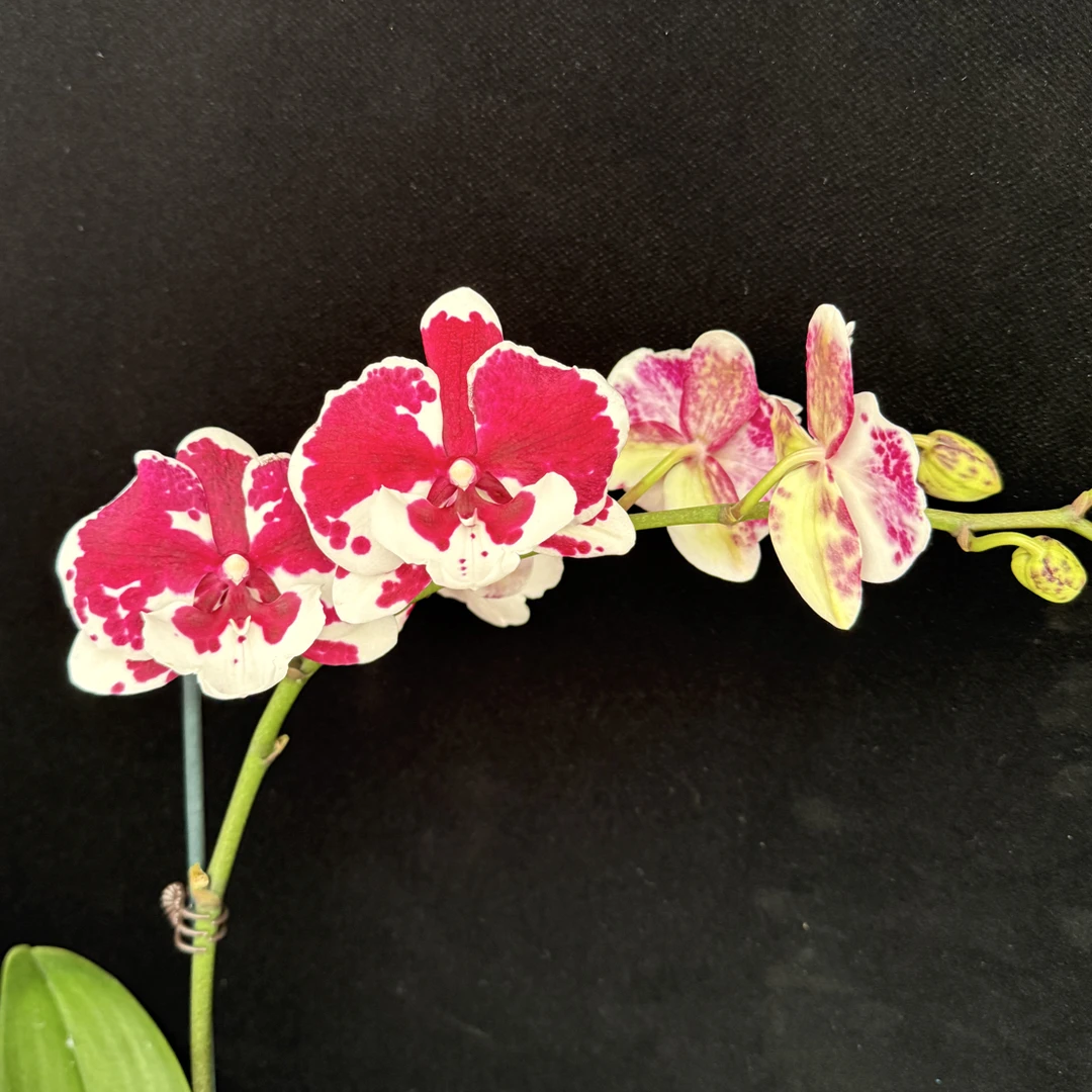 鲜花《一千零一夜》蝴蝶兰云南源头产地直发
