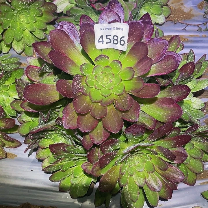4586万花筒多天植物