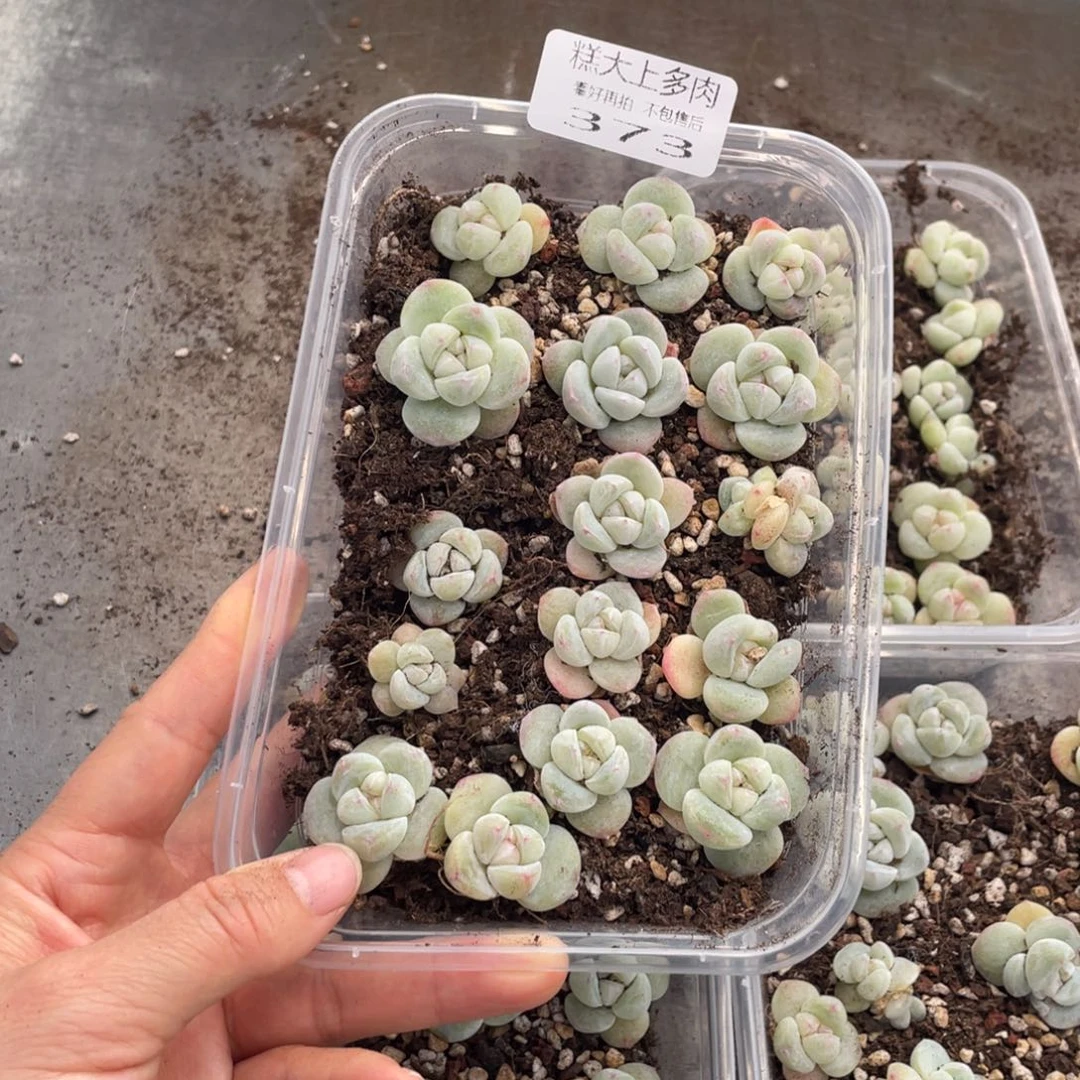 糕大上多肉植物373