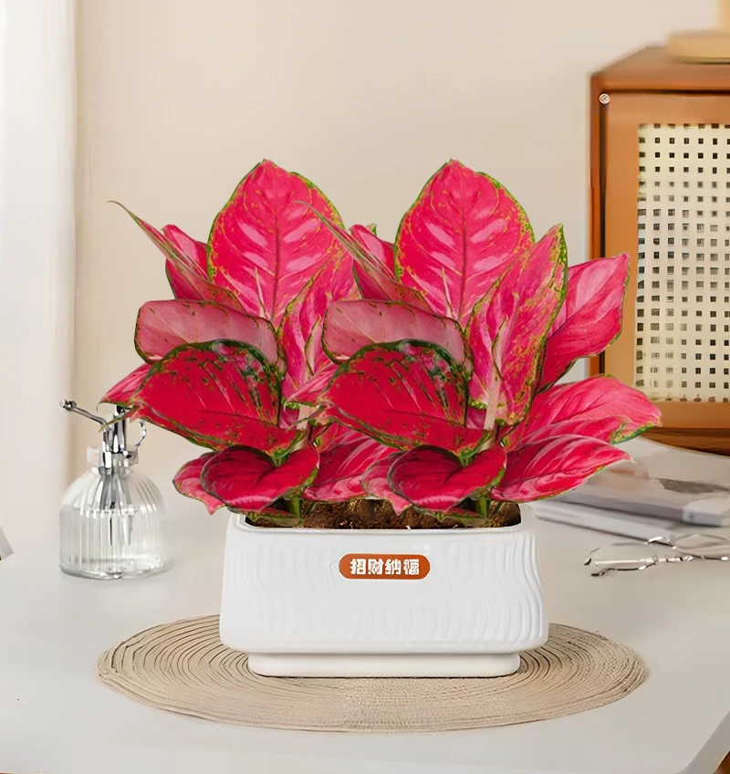 吉利红红颜花卉盆栽室内客厅绿植办公带花卉绿植盆栽花卉绿植H