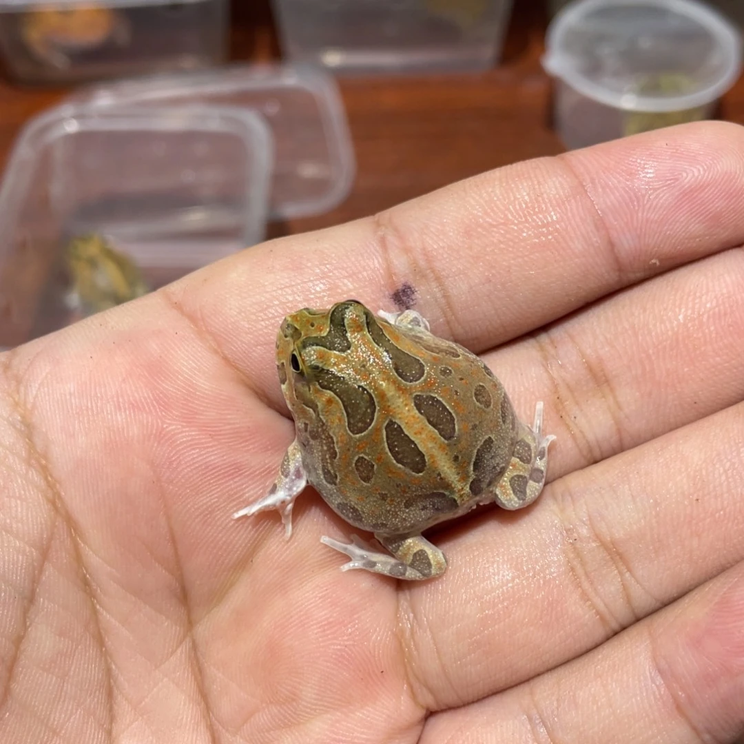 角蛙波子角蛙 3 厘米