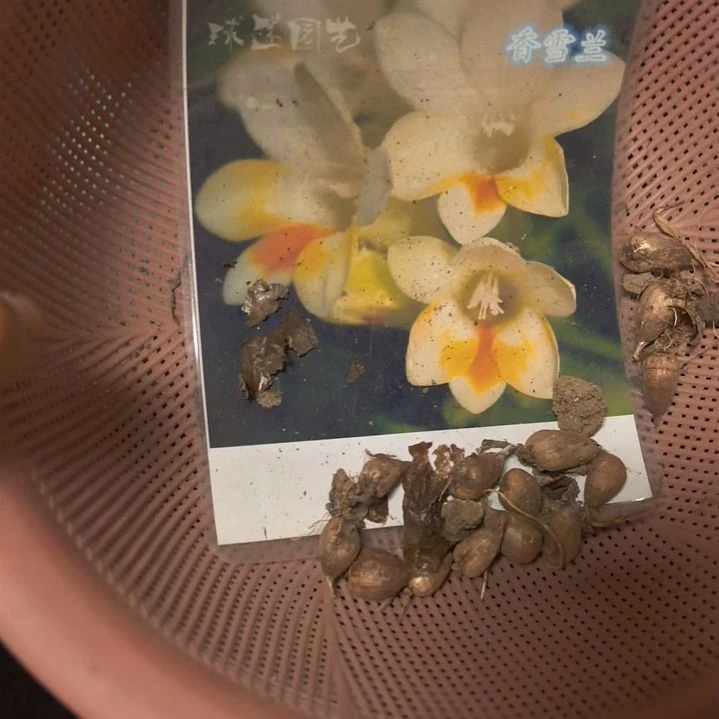 当前无花栽培后可以开花香雪兰10棵