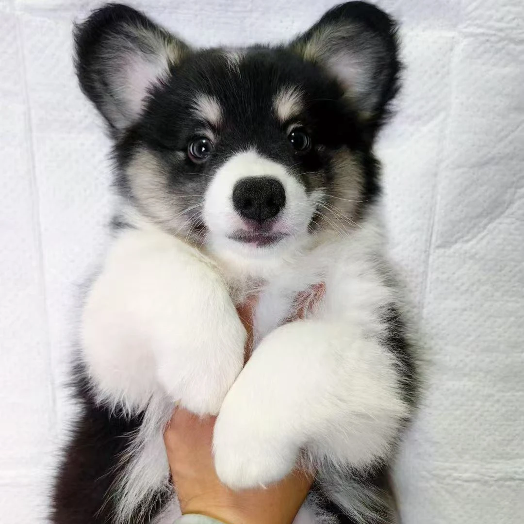 （鑫淼朔柯基犬舍）双血统柯基犬小短腿