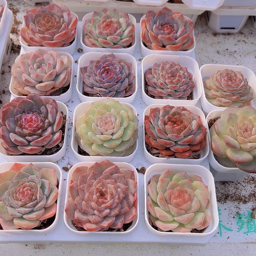 星愿组合14颗白盆托架