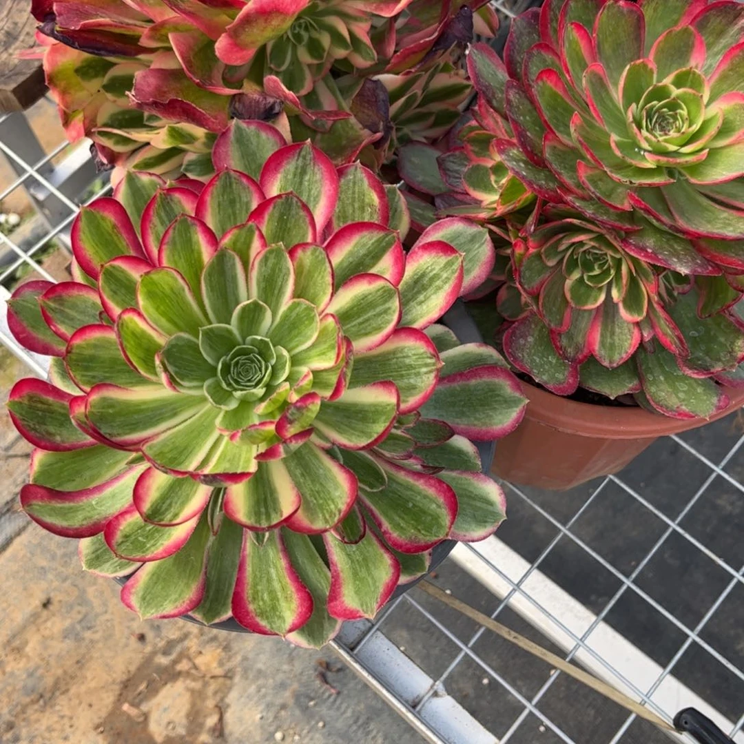 金****湖北花友的专拍链接