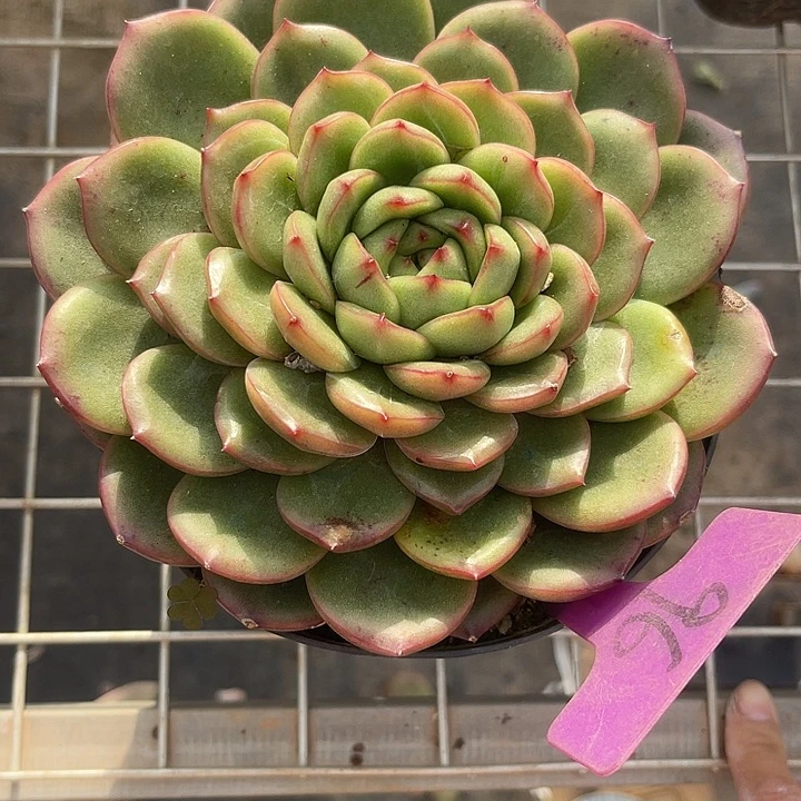 福利出肉，两单包邮96杂交