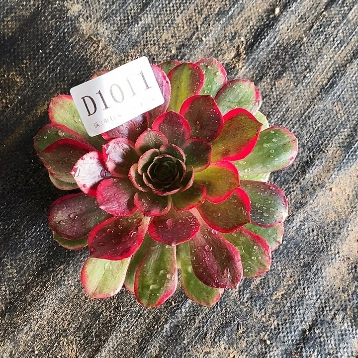 1011夜宴多肉法师锦