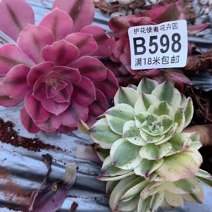 多肉法师淘宝福利