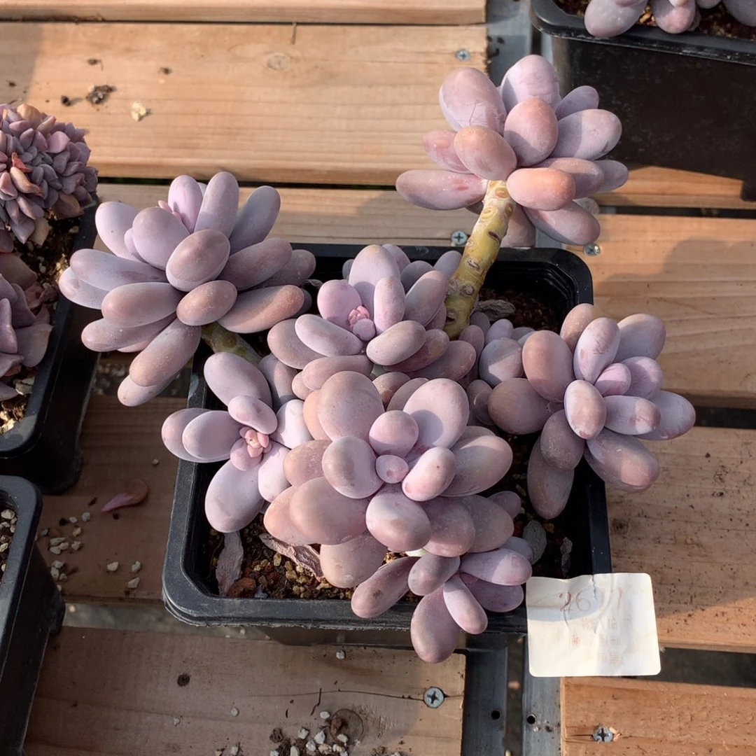 20厘米11头原始奶多肉2677