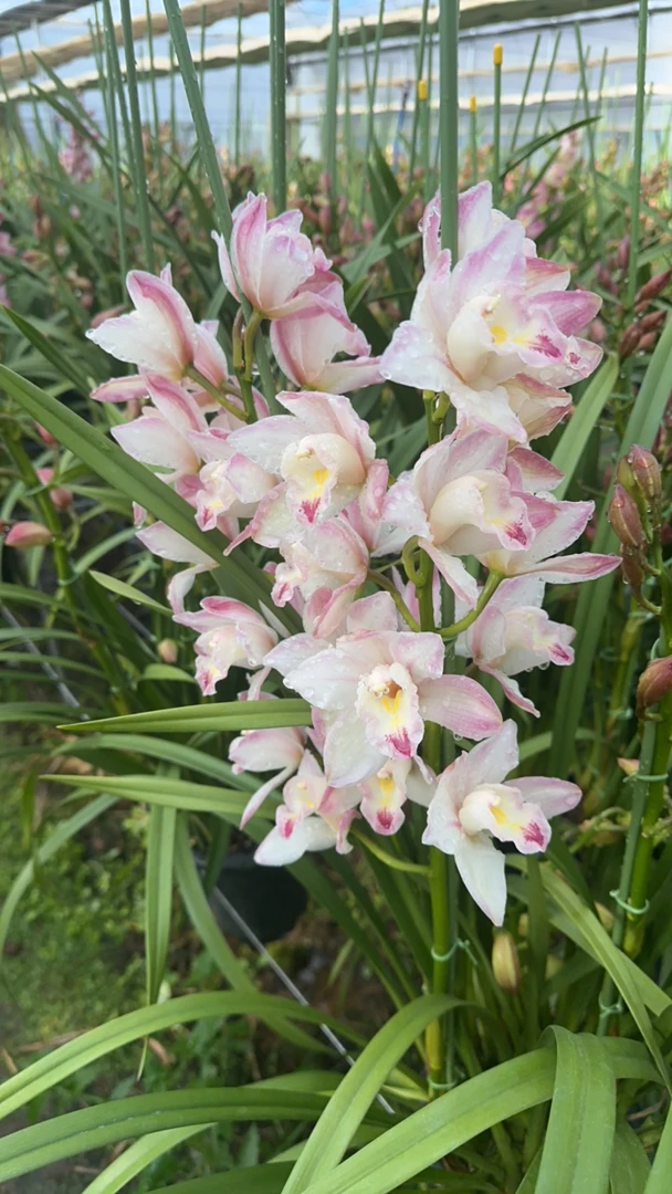 大花蕙兰 阿蜜子